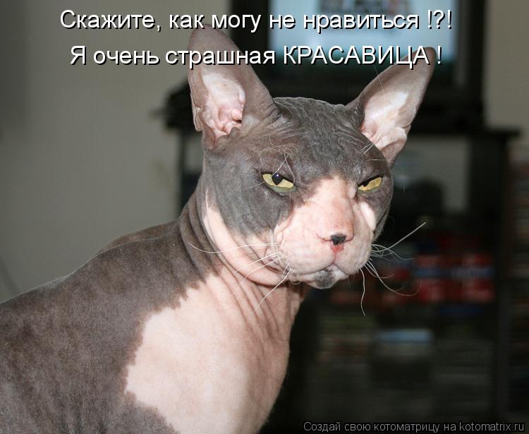 Скажите, как могу не нравиться !?! Я очень страшная КРАСАВИЦА !... Котоматрица: Скажите, как могу не нравиться !?! Я очень страшная КРАСАВИЦА !