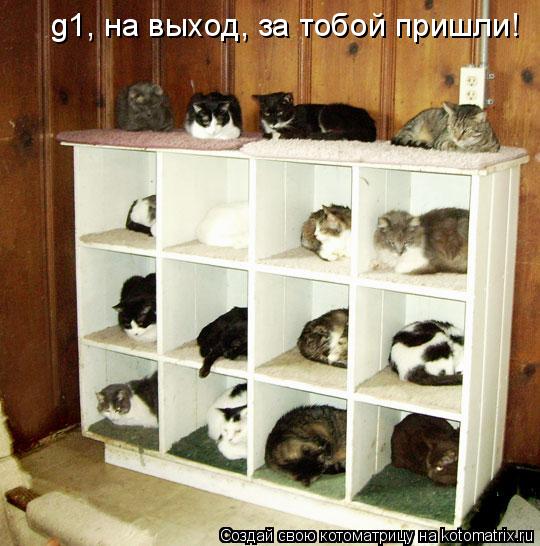g1, на выход, за тобой пришли!... Котоматрица: g1, на выход, за тобой пришли!