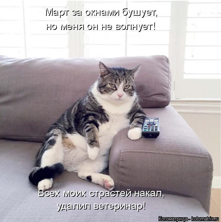 Март за окнами бушует, но меня он не волнует! удалил ветеринар! Всех моих страстей накал,... Котоматрица: Март за окнами бушует, но меня он не волнует! удалил ветеринар! Всех моих страстей накал,