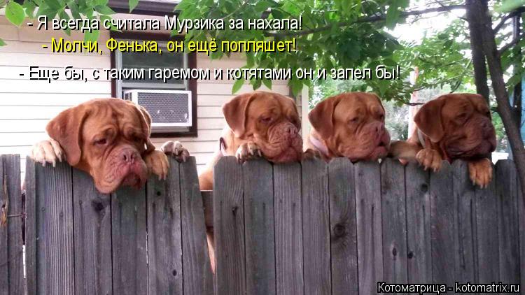 - Я всегда считала Мурзика за нахала! - Молчи, Фенька, он ещё попляшет! - Еще бы, с таким гаремом и к... Котоматрица: - Я всегда считала Мурзика за нахала! - Молчи, Фенька, он ещё попляшет! - Еще бы, с таким гаремом и котятами он и запел бы!