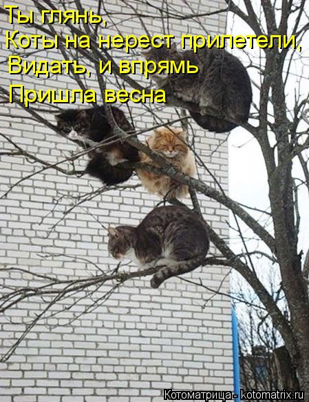 Ты глянь, Коты на нерест прилетели, Видать, и впрямь Пришла весна... Котоматрица: Ты глянь, Коты на нерест прилетели, Видать, и впрямь Пришла весна