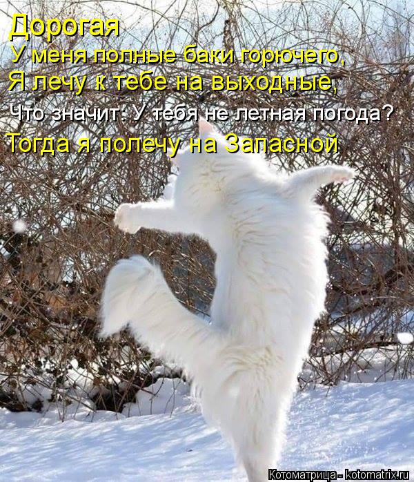 Дорогая У меня полные баки горючего, Я лечу к тебе на выходные, Что значит: У тебя не летная погода? ... Котоматрица: Дорогая У меня полные баки горючего, Я лечу к тебе на выходные, Что значит: У тебя не летная погода? Тогда я полечу на Запасной