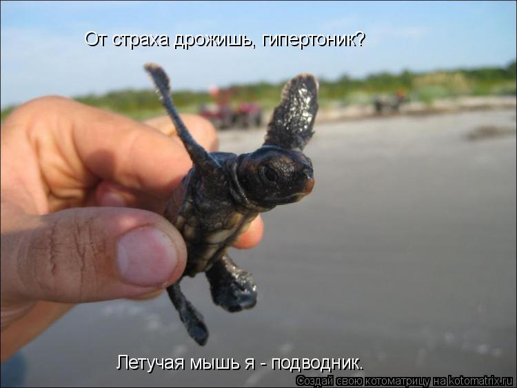 Летучая мышь я - подводник. От страха дрожишь, гипертоник?... Котоматрица: Летучая мышь я - подводник. От страха дрожишь, гипертоник?