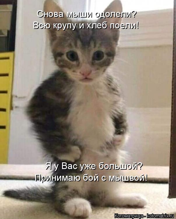 Снова мыши одолели? Всю крупу и хлеб поели! Принимаю бой с мышвой! Я у Вас уже большой?... Котоматрица: Снова мыши одолели? Всю крупу и хлеб поели! Принимаю бой с мышвой! Я у Вас уже большой?
