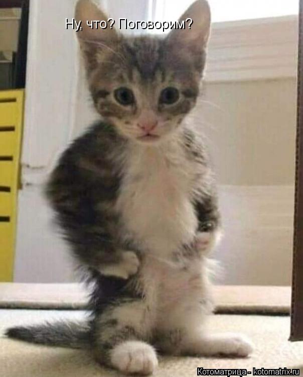 Ну, что? Поговорим?... Котоматрица: Ну, что? Поговорим?