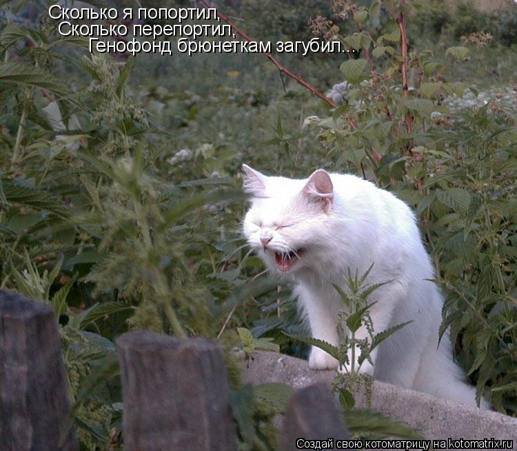 Сколько я попортил, Сколько перепортил, Генофонд брюнеткам загубил...... Котоматрица: Сколько я попортил, Сколько перепортил, Генофонд брюнеткам загубил...