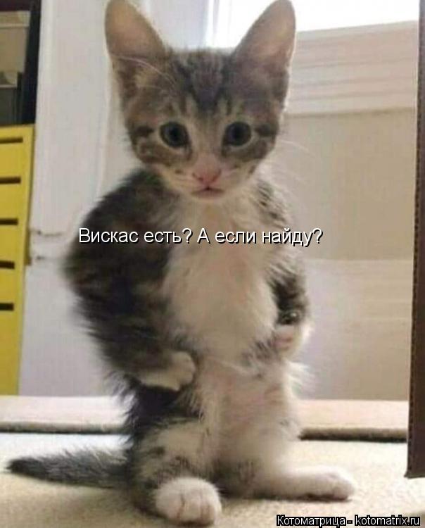 Вискас есть? А если найду?... Котоматрица: Вискас есть? А если найду?