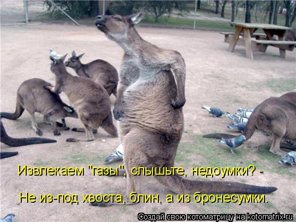 Не из-под хвоста, блин, а из бронесумки. Извлекаем "газы", слышьте, недоумки? -... Котоматрица: Не из-под хвоста, блин, а из бронесумки. Извлекаем "газы", слышьте, недоумки? -
