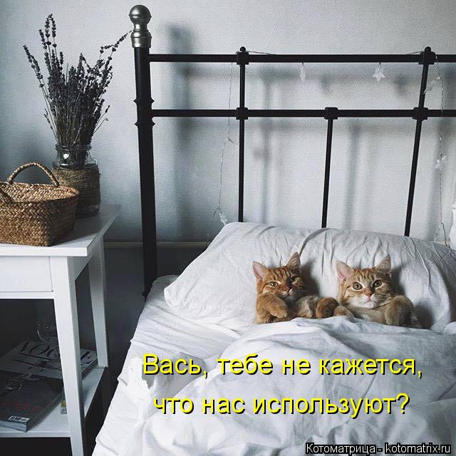 Вась, тебе не кажется, что нас используют?... Котоматрица: Вась, тебе не кажется, что нас используют?