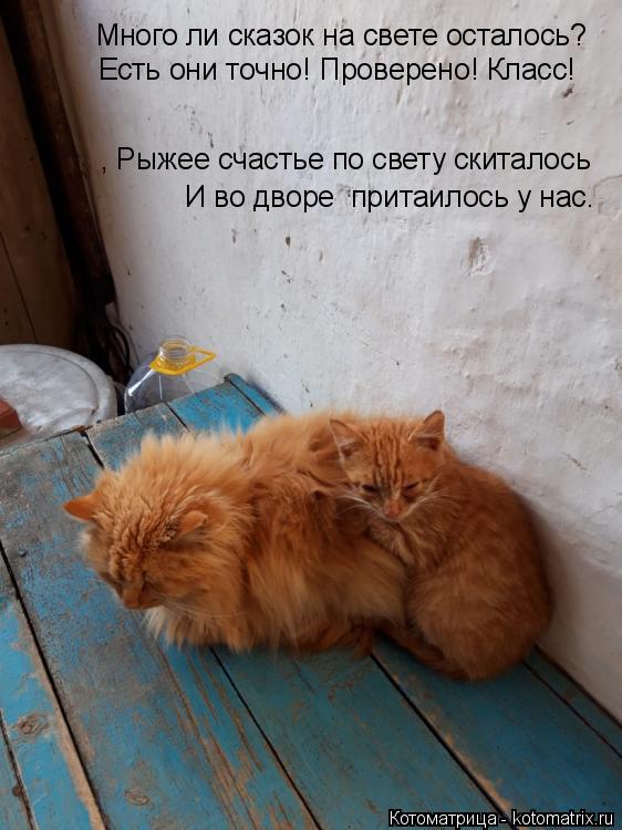 , Рыжее счастье по свету скиталось И во дворе притаилось у нас. Много ли сказок на свете осталось? Е... Котоматрица: , Рыжее счастье по свету скиталось И во дворе притаилось у нас. Много ли сказок на свете осталось? Есть они точно! Проверено! Класс!
