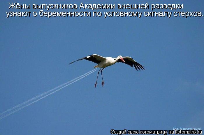 Жёны выпускников Академии внешней разведки узнают о беременности по условному сигналу стерхов.... Котоматрица: Жёны выпускников Академии внешней разведки узнают о беременности по условному сигналу стерхов.