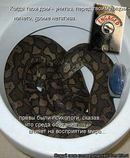 Когда твой дом - унитаз, перед твоим лицом - ничего, кроме негатива. правы были психологи, сказав, ... Котоматрица: Когда твой дом - унитаз, перед твоим лицом - ничего, кроме негатива. правы были психологи, сказав, что среда обитания влияет на восприятие м?