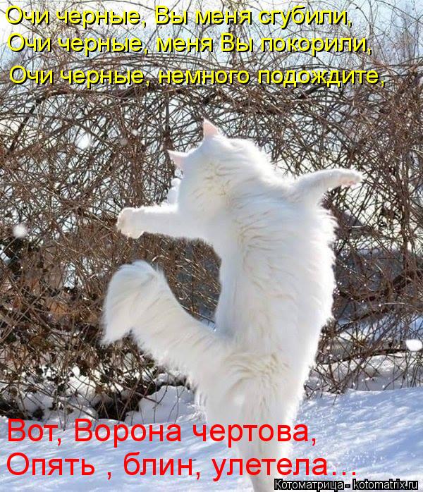 Очи черные, Вы меня сгубили, Очи черные, меня Вы покорили, Очи черные, немного подождите, Опять , бли... Котоматрица: Очи черные, Вы меня сгубили, Очи черные, меня Вы покорили, Очи черные, немного подождите, Опять , блин, улетела… Вот, Ворона чертова,