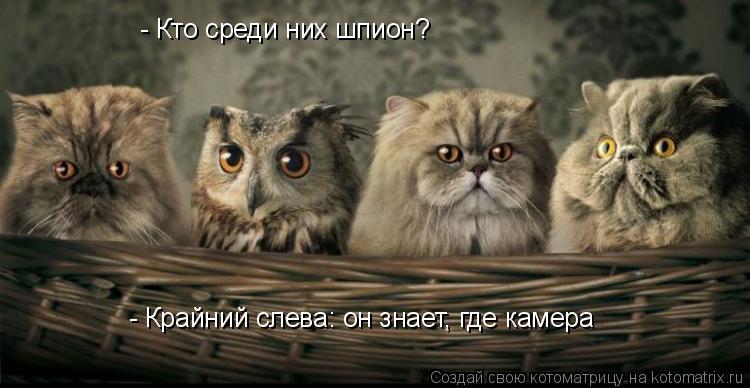 - Крайний слева: он знает, где камера - Кто среди них шпион?... Котоматрица: - Крайний слева: он знает, где камера - Кто среди них шпион?
