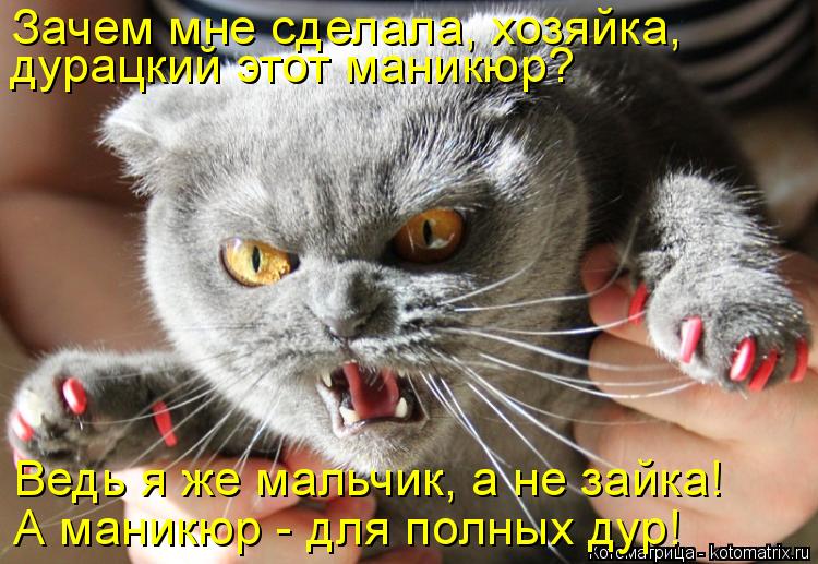 Зачем мне сделала, хозяйка, дурацкий этот маникюр? А маникюр - для полных дур! Ведь я же мальчик, а ... Котоматрица: Зачем мне сделала, хозяйка, дурацкий этот маникюр? А маникюр - для полных дур! Ведь я же мальчик, а не зайка!