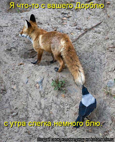 с утра слегка немного блю. Я что-то с вашего Дорблю... Котоматрица: с утра слегка немного блю. Я что-то с вашего Дорблю