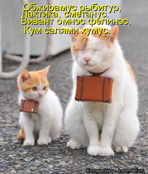 Лактика, сметанус. Вивант омнэс фелинэс, Кум салями хумус. Обжирамус рыбитур,... Котоматрица: Лактика, сметанус. Вивант омнэс фелинэс, Кум салями хумус. Обжирамус рыбитур,