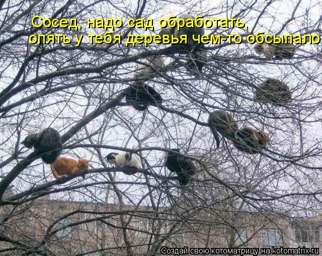 опять у тебя деревья чем-то обсыпало. Сосед, надо сад обработать,... Котоматрица: опять у тебя деревья чем-то обсыпало. Сосед, надо сад обработать,