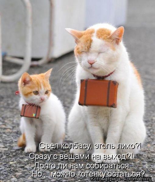 Съел колбасу, этоль лихо?! Сразу с вещами на выход?! Долго ли нам собираться Но... можно котёнку оста... Котоматрица: Съел колбасу, этоль лихо?! Сразу с вещами на выход?! Долго ли нам собираться Но... можно котёнку остаться?