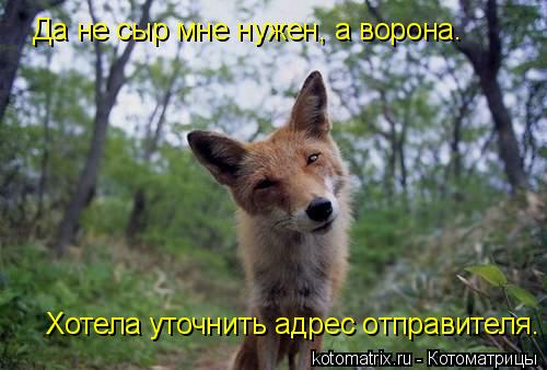 Да не сыр мне нужен, а ворона. Хотела уточнить адрес отправителя.... Котоматрица: Да не сыр мне нужен, а ворона. Хотела уточнить адрес отправителя.