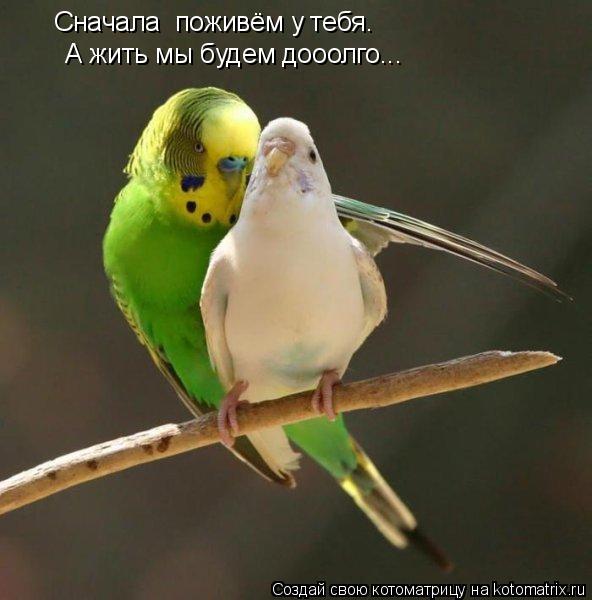 Сначала поживём у тебя. А жить мы будем дооолго...... Котоматрица: Сначала поживём у тебя. А жить мы будем дооолго...