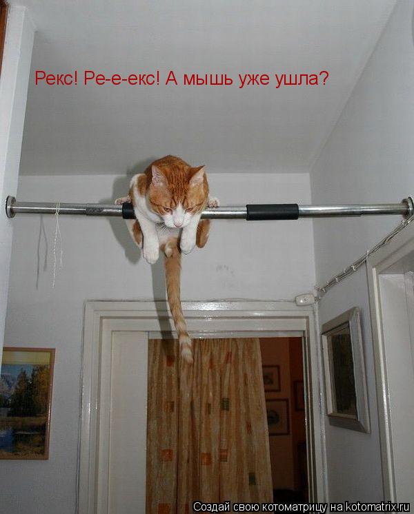Рекс! Ре-е-екс! А мышь уже ушла?... Котоматрица: Рекс! Ре-е-екс! А мышь уже ушла?