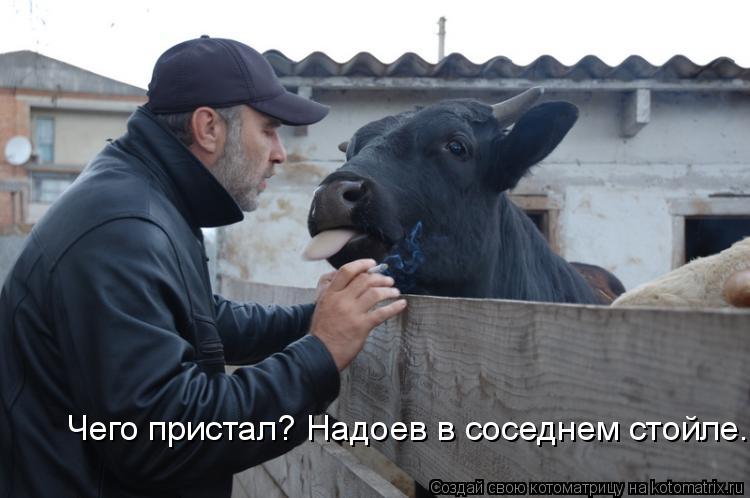 Чего пристал? Надоев в соседнем стойле.... Котоматрица: Чего пристал? Надоев в соседнем стойле.