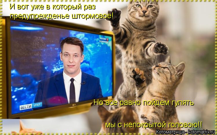 И вот уже в который раз предупрежденье штормовое! Но все равно пойдем гулять мы с непокрытой головою!... Котоматрица: И вот уже в который раз предупрежденье штормовое! Но все равно пойдем гулять мы с непокрытой головою!!