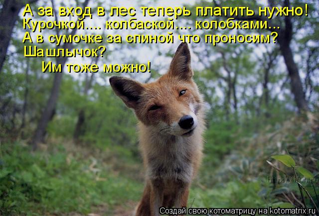 А за вход в лес теперь платить нужно! Курочкой.... колбаской.... колобками... А в сумочке за спиной ч... Котоматрица: А за вход в лес теперь платить нужно! Курочкой.... колбаской.... колобками... А в сумочке за спиной что проносим? Шашлычок? Им тоже можно!
