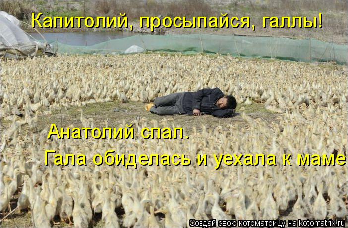 Капитолий, просыпайся, галлы! Гала обиделась и уехала к маме. Анатолий спал.... Котоматрица: Капитолий, просыпайся, галлы! Гала обиделась и уехала к маме. Анатолий спал.
