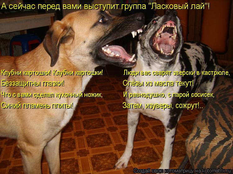 А сейчас перед вами выступит группа "Ласковый лай"! Клубни картошки! Клубни картошки! Люди... Котоматрица: А сейчас перед вами выступит группа "Ласковый лай"! Клубни картошки! Клубни картошки! Люди вас сварят зверски в кастрюле, Беззащитны г?