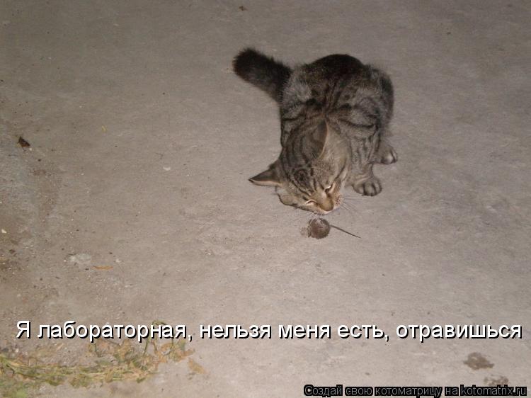 Я лабораторная, нельзя меня есть, отравишься... Котоматрица: Я лабораторная, нельзя меня есть, отравишься