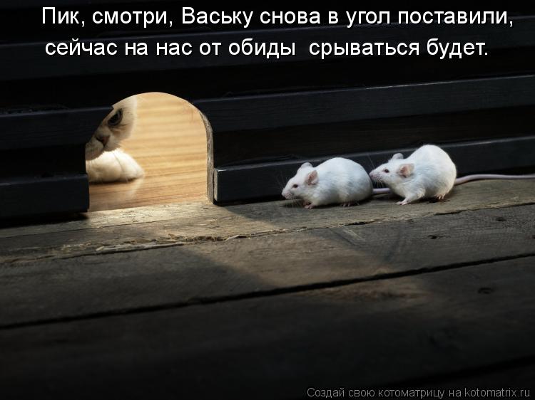 Пик, смотри, Ваську снова в угол поставили, сейчас на нас от обиды срываться будет.... Котоматрица: Пик, смотри, Ваську снова в угол поставили, сейчас на нас от обиды срываться будет.