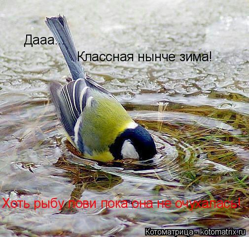 Дааа... Классная нынче зима! Хоть рыбу лови пока она не очухалась!... Котоматрица: Дааа... Классная нынче зима! Хоть рыбу лови пока она не очухалась!