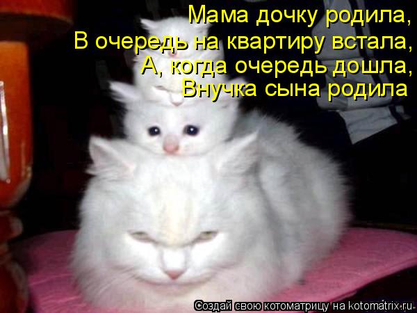 Мама дочку родила, В очередь на квартиру встала, А, когда очередь дошла, Внучка сына родила... Котоматрица: Мама дочку родила, В очередь на квартиру встала, А, когда очередь дошла, Внучка сына родила