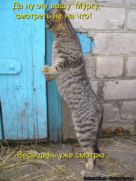 Да ну эту вашу Мурку, смотреть не на что! Весь день уже смотрю...... Котоматрица: Да ну эту вашу Мурку, смотреть не на что! Весь день уже смотрю...