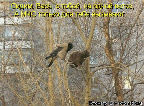 Сидим, Вась, с тобой, на одной ветке, А МЧС только для тебя вызывают... Котоматрица: Сидим, Вась, с тобой, на одной ветке, А МЧС только для тебя вызывают