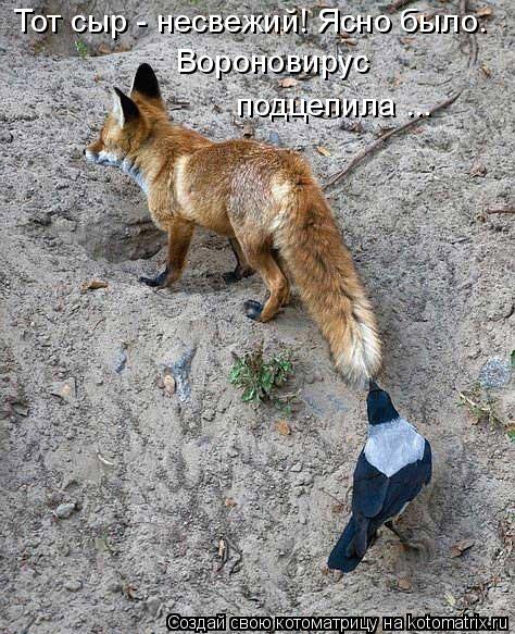 Тот сыр - несвежий! Ясно было. Вороновирус подцепила ...... Котоматрица: Тот сыр - несвежий! Ясно было. Вороновирус подцепила ...