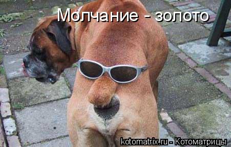 Молчание - золото... Котоматрица: Молчание - золото