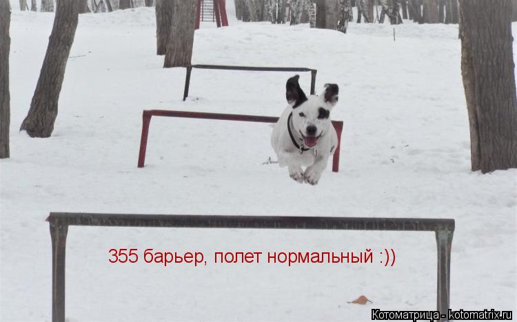 355 барьер, полет нормальный :))... Котоматрица: 355 барьер, полет нормальный :))