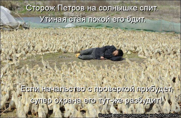 Сторож Петров на солнышке спит. Утиная стая покой его бдит. Если начальство с проверкой прибудет, суп... Котоматрица: Сторож Петров на солнышке спит. Утиная стая покой его бдит. Если начальство с проверкой прибудет, супер охрана его тут-же разбудит!