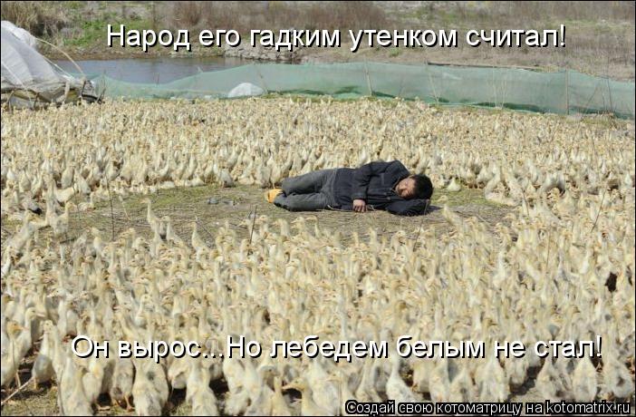 Народ его гадким утенком считал! Он вырос...Но лебедем белым не стал!... Котоматрица: Народ его гадким утенком считал! Он вырос...Но лебедем белым не стал!