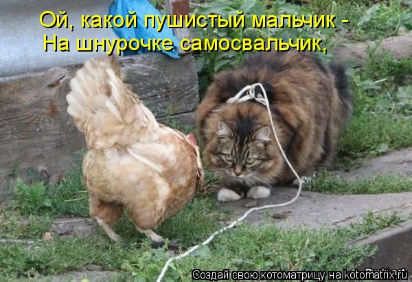 На шнурочке самосвальчик, Ой, какой пушистый мальчик -... Котоматрица: На шнурочке самосвальчик, Ой, какой пушистый мальчик -