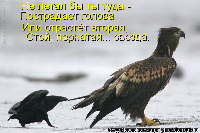 Не летал бы ты туда - Пострадает голова Или отрастёт вторая, Стой, пернатая... звезда.... Котоматрица: Не летал бы ты туда - Пострадает голова Или отрастёт вторая, Стой, пернатая... звезда.
