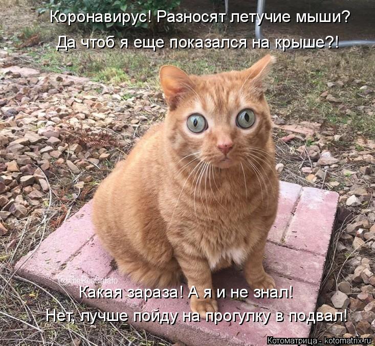 Коронавирус! Разносят летучие мыши? Да чтоб я еще показался на крыше?! Нет, лучше пойду на прогулку в... Котоматрица: Коронавирус! Разносят летучие мыши? Да чтоб я еще показался на крыше?! Нет, лучше пойду на прогулку в подвал! Какая зараза! А я и не знал!