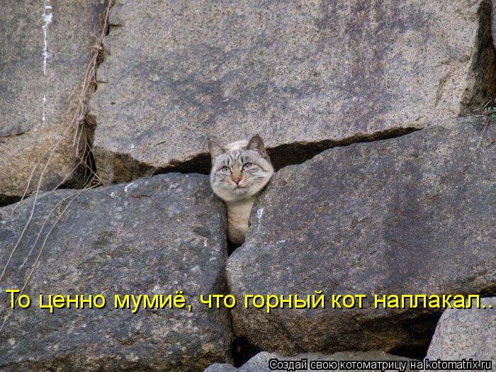 То ценно мумиё, что горный кот наплакал...... Котоматрица: То ценно мумиё, что горный кот наплакал...