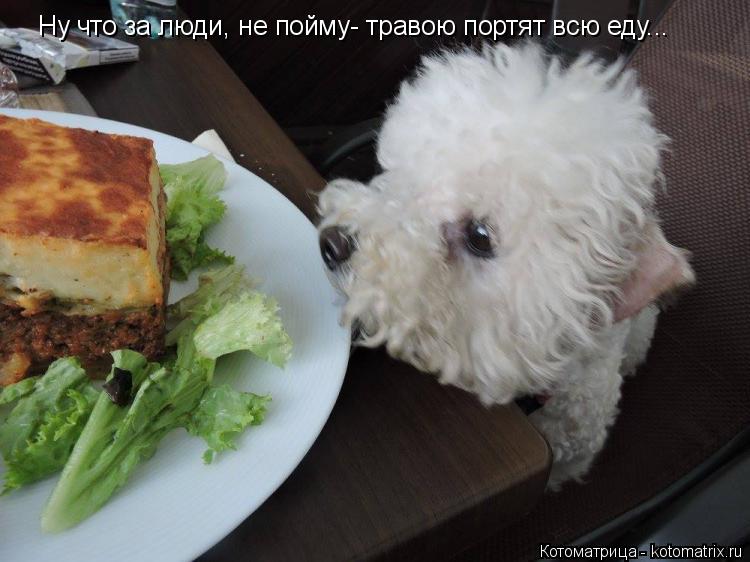Ну что за люди, не пойму- травою портят всю еду...... Котоматрица: Ну что за люди, не пойму- травою портят всю еду...