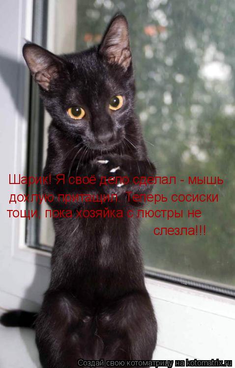 Шарик! Я своё дело сделал - мышь дохлую притащил. Теперь сосиски тощи, пока хозяйка с люстры не сле... Котоматрица: Шарик! Я своё дело сделал - мышь дохлую притащил. Теперь сосиски тощи, пока хозяйка с люстры не слезла!!!