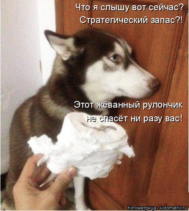 Что я слышу вот сейчас? Стратегический запас?! Этот жёванный рулончик не спасёт ни разу вас!... Котоматрица: Что я слышу вот сейчас? Стратегический запас?! Этот жёванный рулончик не спасёт ни разу вас!