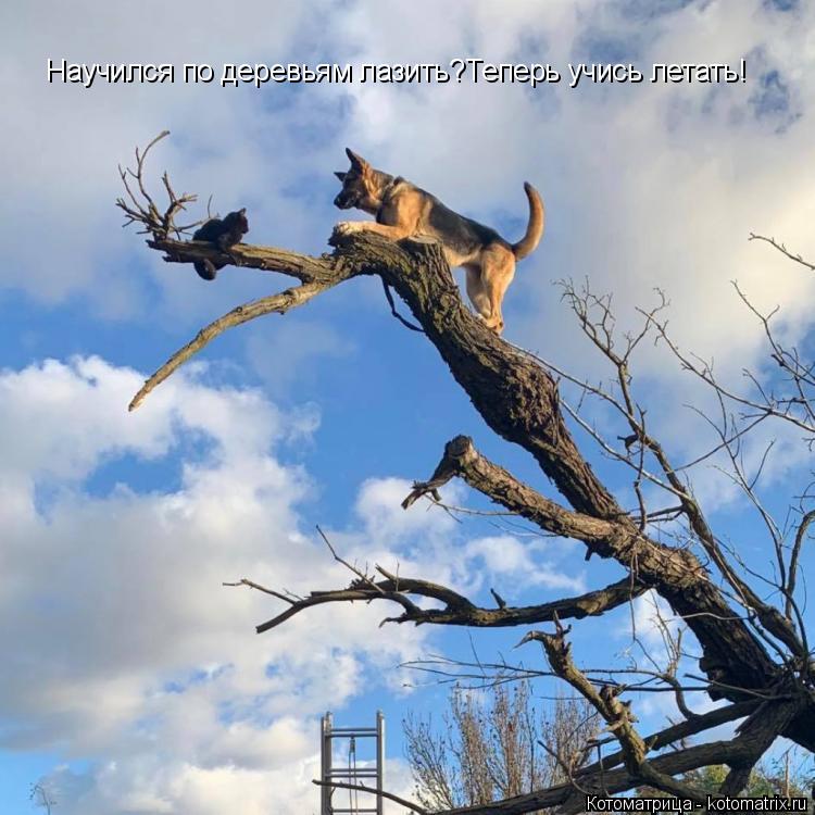 Научился по деревьям лазить?Теперь учись летать!... Котоматрица: Научился по деревьям лазить?Теперь учись летать!